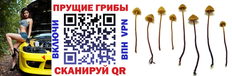 МЕГА зеркало  Пролетарск  Галлюциногенные грибы Psilocybe  мориарти клад  наркошоп 